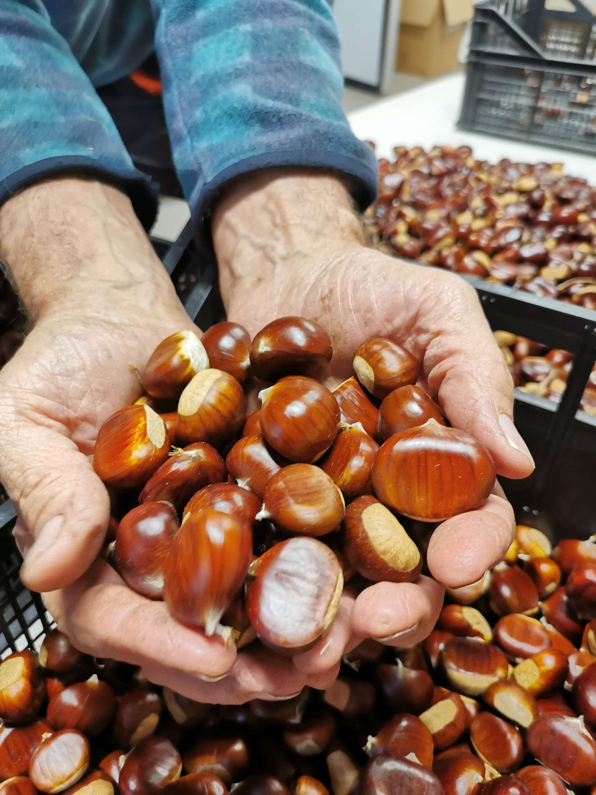 cesta di castagne