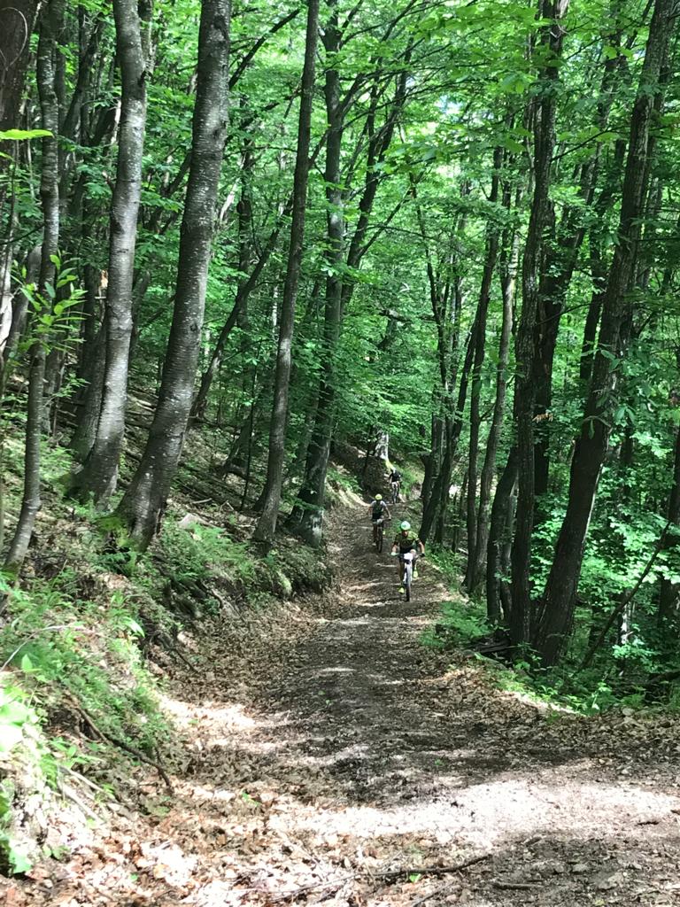 bicicletta nei boschi