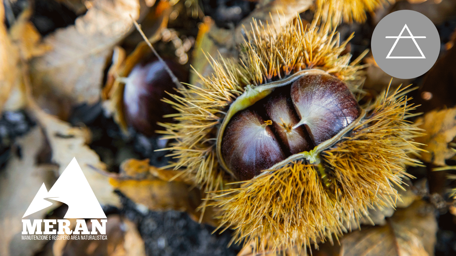 castagne